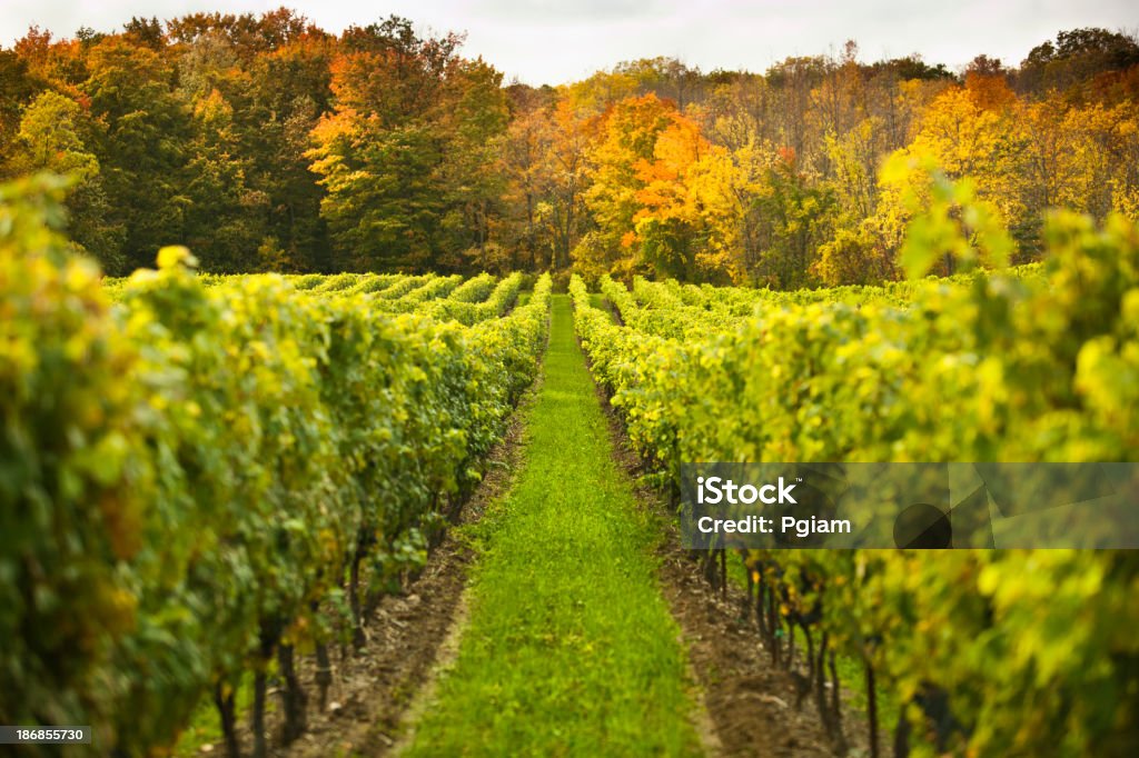 Uva su un'azienda vinicola vite - Foto stock royalty-free di Abbondanza
