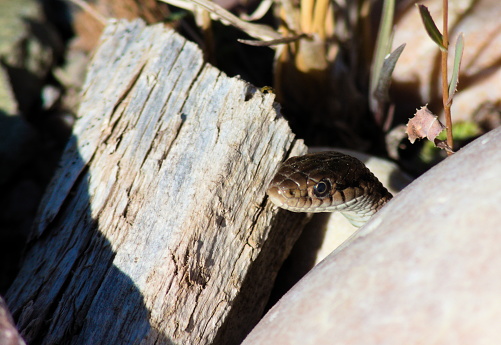 Northern Watersnake, Nerodia sipedon, Snake River Canyon, Wyoming