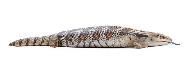 Blue Tongue Lizard Eastern Blue Tongue Lizard (Tiliqua Scincoides) isolated on a plain white background. tiliqua scincoides stock pictures, royalty-free photos & images