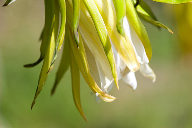 istock flower of dragon fruit close-up 186856237
