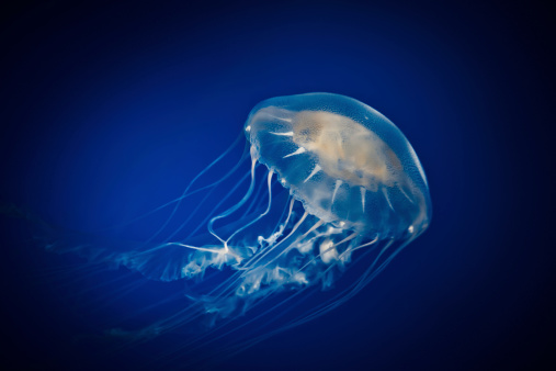 A clear jellyfish surrounded by the deep blue ocean