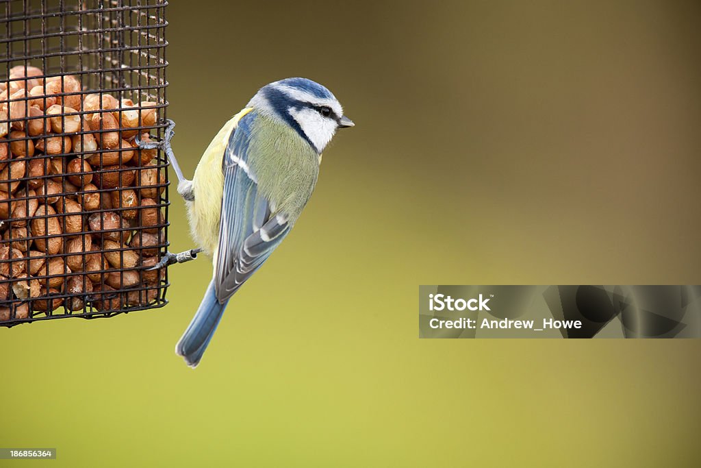 Голубой синица (Cyanistes caeruleus) - Стоковые фото Кормить роялти-фри