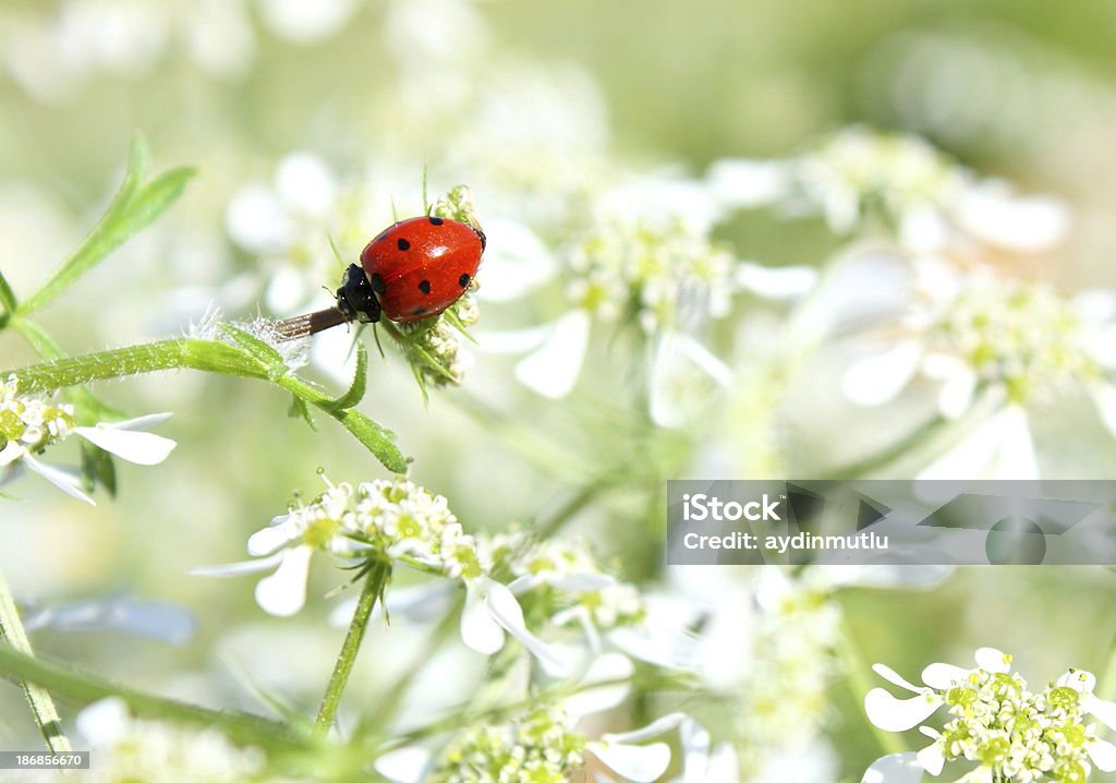 Coccinella e pizzo della regina Anna Fiore di campo - Foto stock royalty-free di Ambientazione esterna