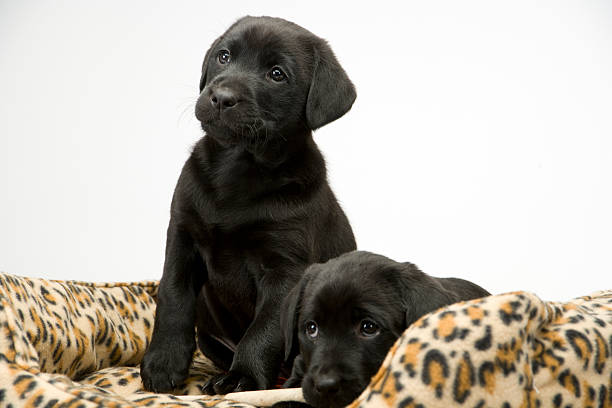 istock Black lab puppies on white seamless 186856678