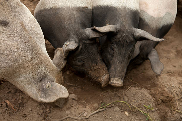 istock Pigs are looking for food. 186856812