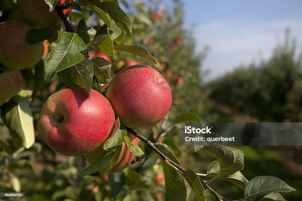 red Äpfel - Lizenzfrei Apfel Stock-Foto