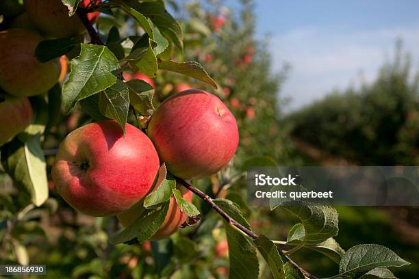 Red Äpfel Stockfoto und mehr Bilder von Apfel - Apfel, Plantage, Apfelgarten
