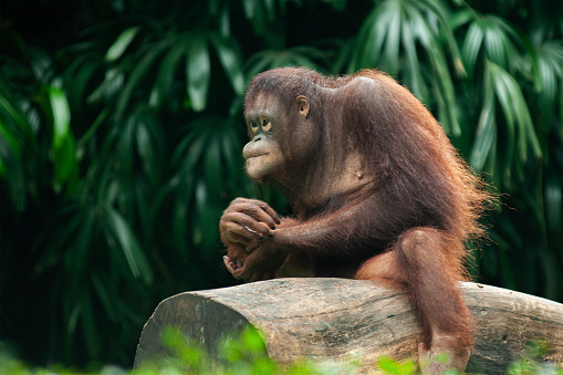 a Orang Utan or Pongo pygmaeus was sitting in a tree looking far ahead