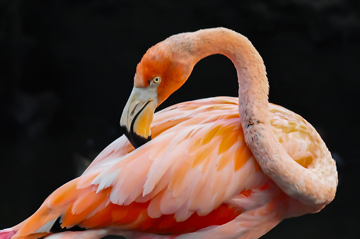 A Red American Flamingo or Phoenicopterus ruber are cleaning their feathers
