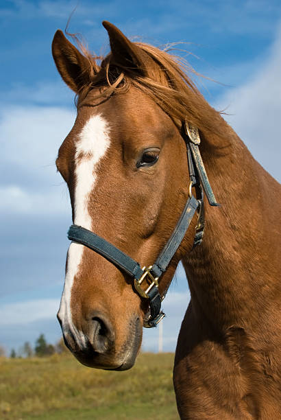 istock Young Chestnut Horse Head Shot, Alert and Perked Up 186857231