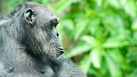 portrait of a Chimpanzee or Pan troglodytes greeting to the side