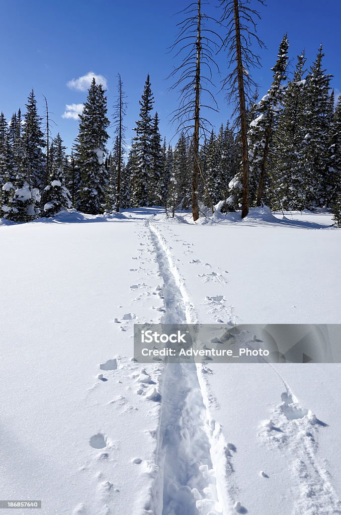 Pele caminho através da Floresta de montanha na neve - Royalty-free Ao Ar Livre Foto de stock