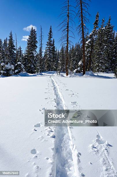 Pele Caminho Através Da Floresta De Montanha Na Neve - Fotografias de stock e mais imagens de Ao Ar Livre