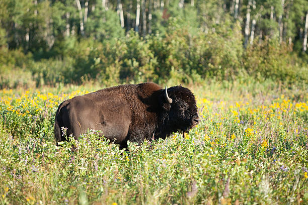 Riding Mountain National park "Bison grazing at Riding Mountain National Park, Manitoba, Canada." riding mountain national park stock pictures, royalty-free photos & images