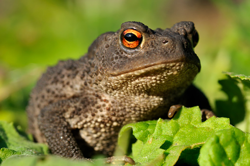 Close up of brown toad walking through garden