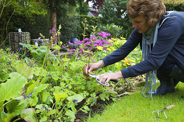 istock Gardening # 1 XXXL 186857775