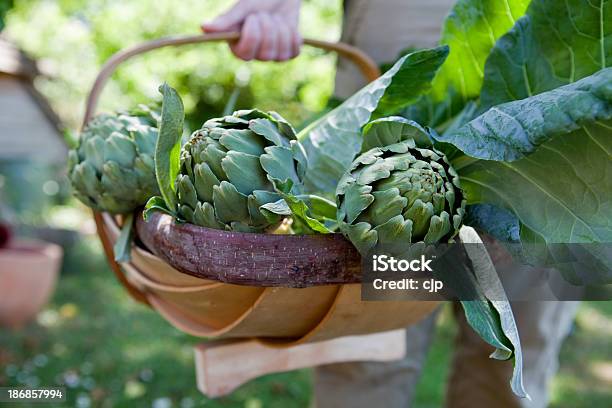 Alcachofra Colheita - Fotografias de stock e mais imagens de Alcachofra - Alcachofra, Cesta de madeira para jardim, Colheita