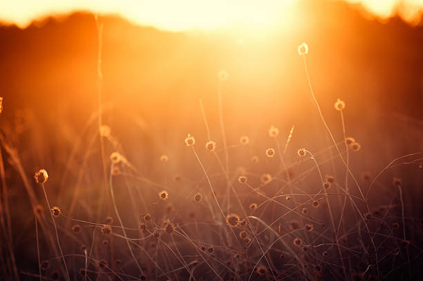 istock Wildflowers in meadow during sunrise 186858201