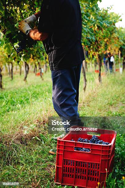 Vendemmia Immagine A Colori - Fotografie stock e altre immagini di 80-89 anni - 80-89 anni, Adulto, Ambientazione esterna