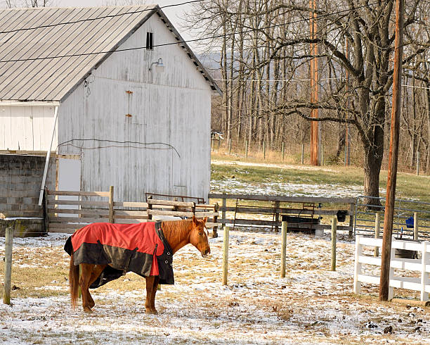 istock Brown Horse With Red Blanket 186858470