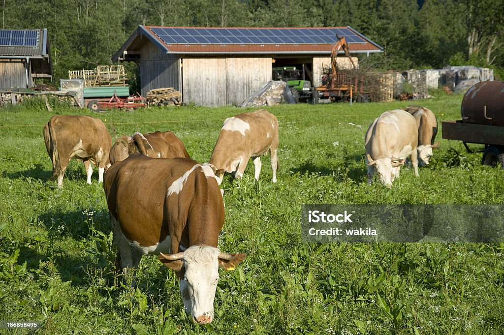 Vaca alpina antes de Painel solar - Royalty-free Painel Solar Foto de stock