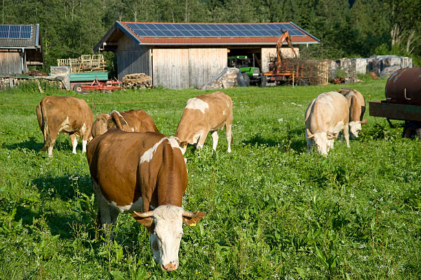 vaca alpina antes de painel solar - milk european alps agriculture mountain imagens e fotografias de stock