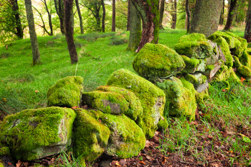 A mossy dry stone wall in a Scottish forest.
