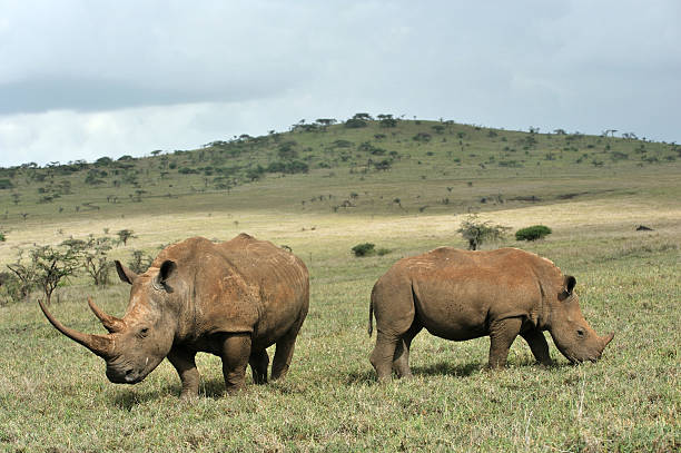 istock Mother and baby black rhino 186858548