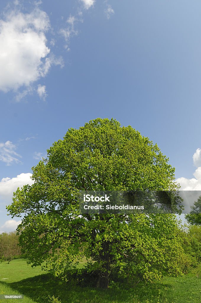 Old oak tree in spring on vibrant meadow. Blue Stock Photo