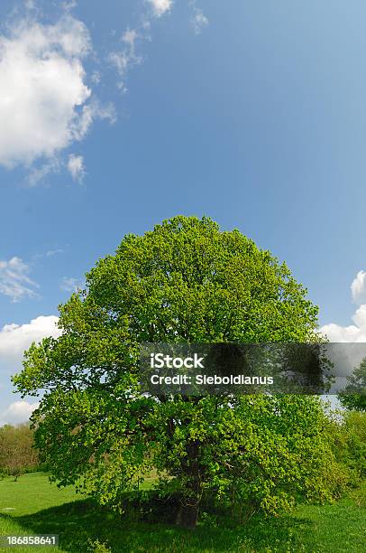 Old Oak Tree In Spring On Vibrant Meadow Stock Photo - Download Image Now - Blue, Cloud - Sky, Color Image