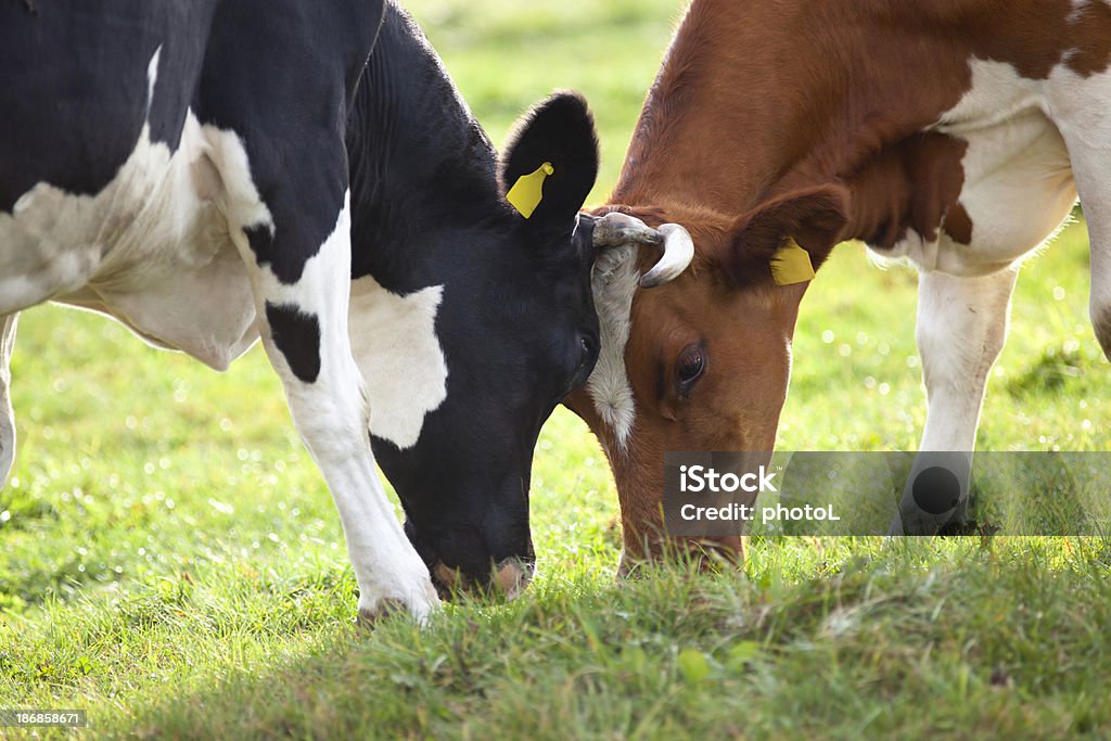 Kühe wrestle. - Lizenzfrei Konflikt Stock-Foto