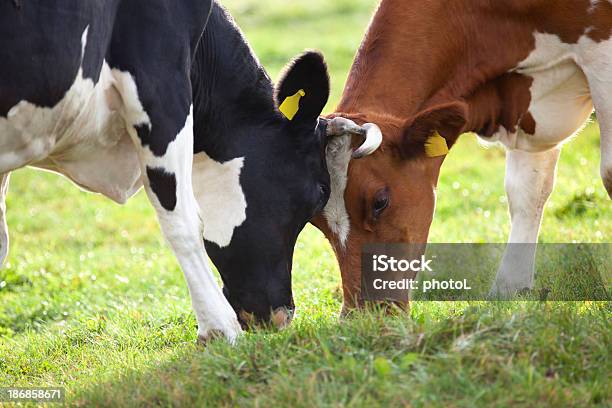 Kühe Wrestle Stockfoto und mehr Bilder von Konflikt - Konflikt, Rivalität, Wettbewerb - Konzepte