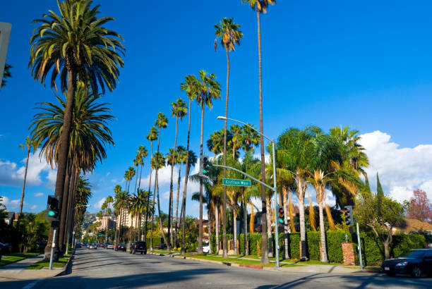 istock Beverly Hills Neighborhood palm tree lined street 186858912