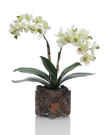 A white phalaenopsis orchid in a glass cube with river stones. This image has an embedded path which may be used to delete the reflection if desired. Photographed on a bright white background. Extremely high quality faux flowers.