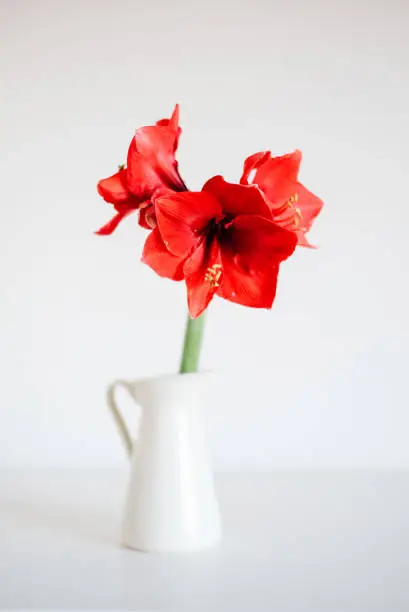 Photo of Beautiful fresh red amaryllis flower in full bloom in vase against white background. Minimalist Christmas still life. Winter holidays symbol and popular natural decor for home.