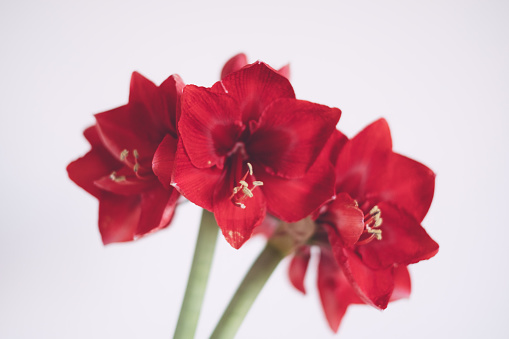 Beautiful fresh red amaryllis flower in full bloom against white background. Minimalist Christmas still life. Winter holidays symbol and popular natural decor for home.
