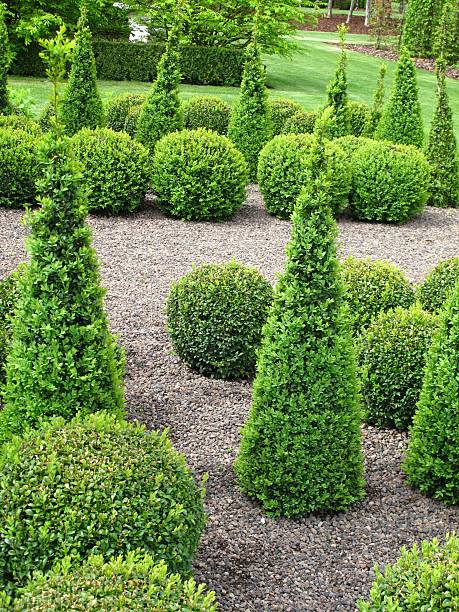 istock Buxus balls for sale 186858999