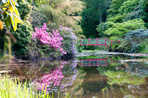 Water Garden with water lilies and a bridge on a sunny day