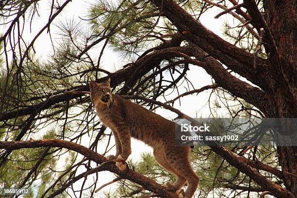 Рысь Canadensis Рыск Wild Cat — стоковые фотографии и другие картинки Американская рысь - Американская рысь, Атрибут животного, Без людей