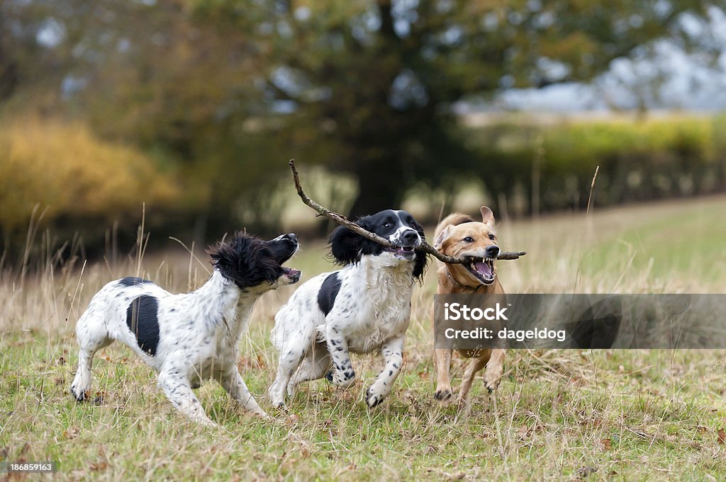 twos Unternehmen, drei Jahren eine Menge! - Lizenzfrei Hund Stock-Foto