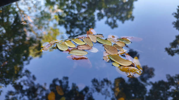 istock autumn leaves floating on water 1868592848