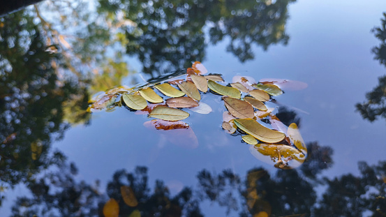 autumn leaves floating on water