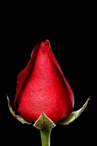 rosa rossa su sfondo nero - orgainic foto e immagini stock