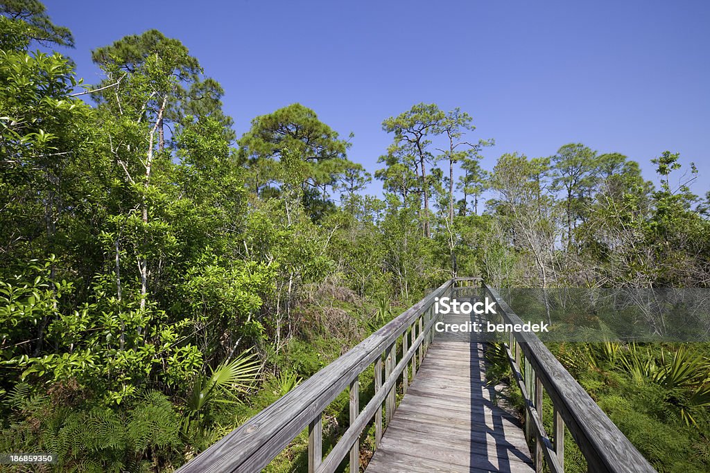 Everglades, Florida "Boardwalk leading through marsh and pine flatwoods, Everglades, Florida" Pine Tree Stock Photo