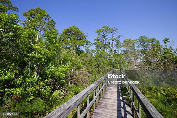 Everglades Florida Stock Photo - Download Image Now - Pine Tree, Florida - US State, Big Cypress Swamp National Preserve