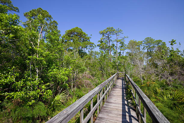 эверглейдс, флорида - florida big cypress swamp national preserve footpath boardwalk стоковые фото и изображения