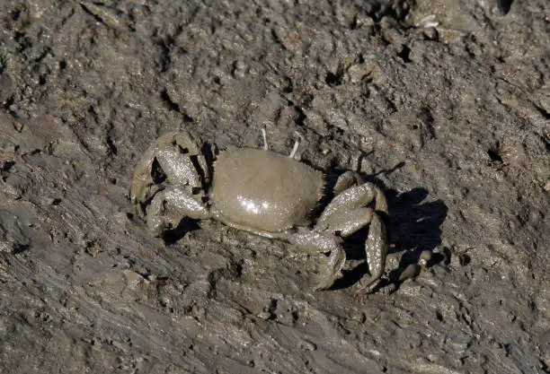 Photo of Sentinel crab crustacean covered in mud sitting in mangroves