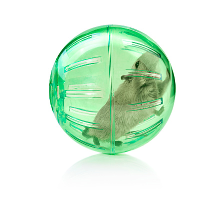 Rat/mouse/Gerbil in a toy ball to roam around the room safely.