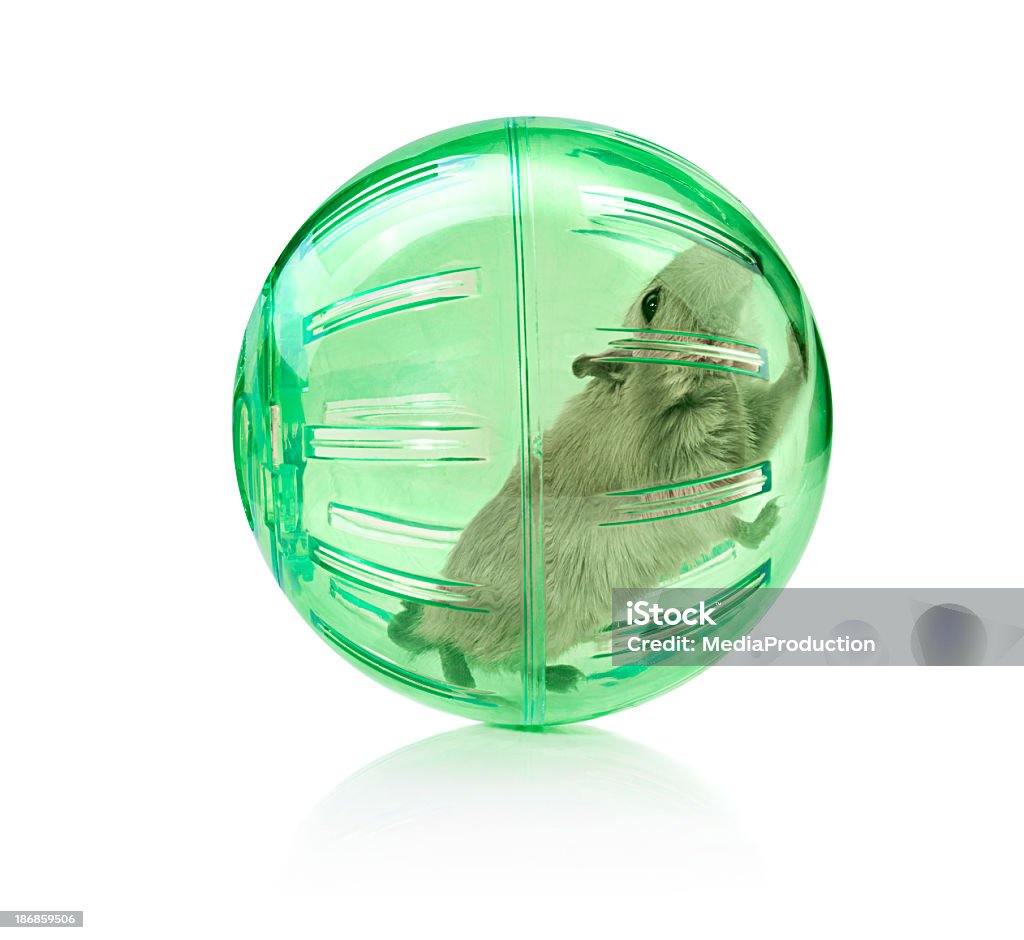 Pet in a ball Rat/mouse/Gerbil in a toy ball to roam around the room safely. Hamster Stock Photo