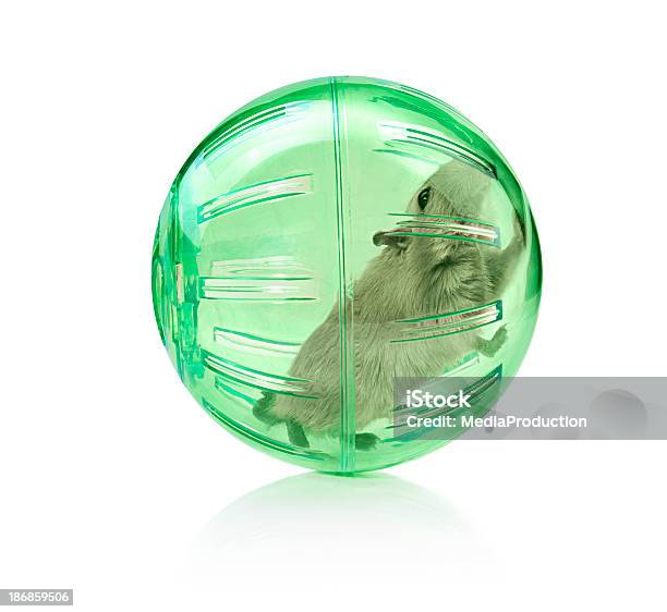 Pet In A Ball Stock Photo - Download Image Now - Hamster, Sphere, Toy